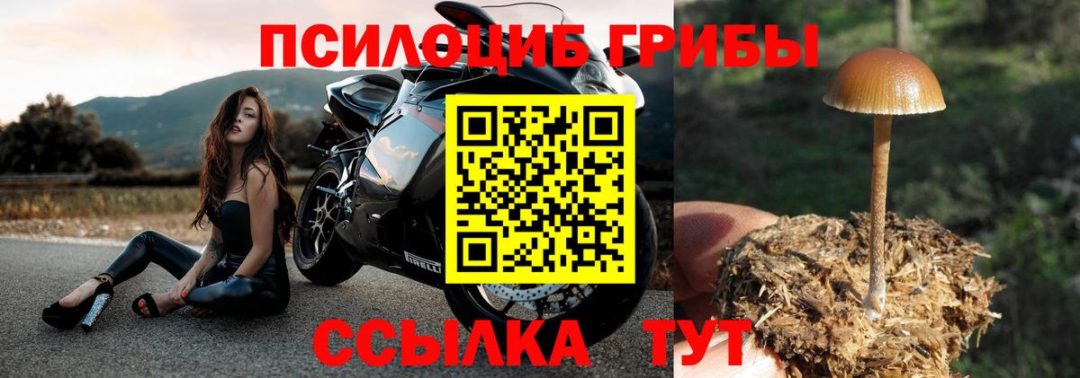 Галлюциногенные грибы GOLDEN TEACHER  Вход с VPN  наркотики  Элиста 